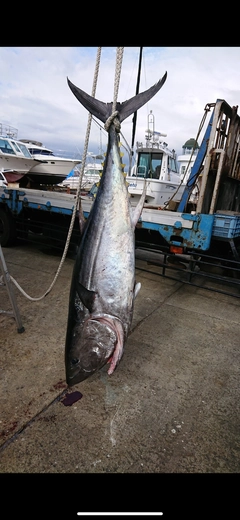 クロマグロの釣果