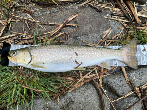 アメマスの釣果