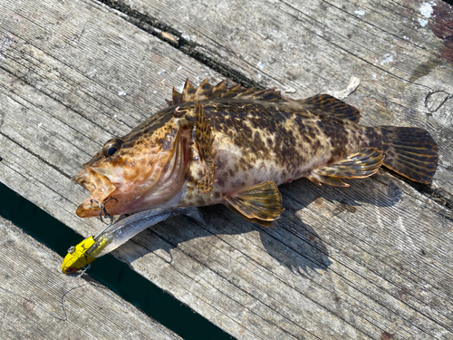 タケノコメバルの釣果