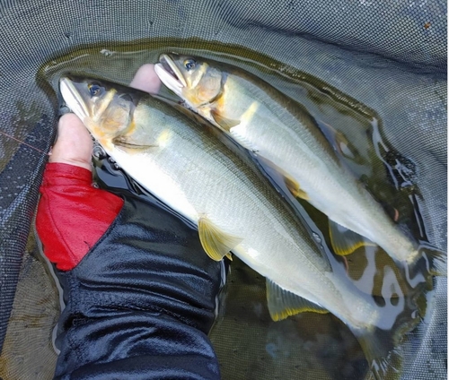 アユの釣果