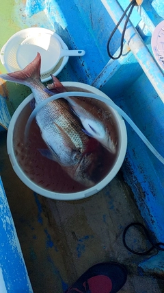 マダイの釣果