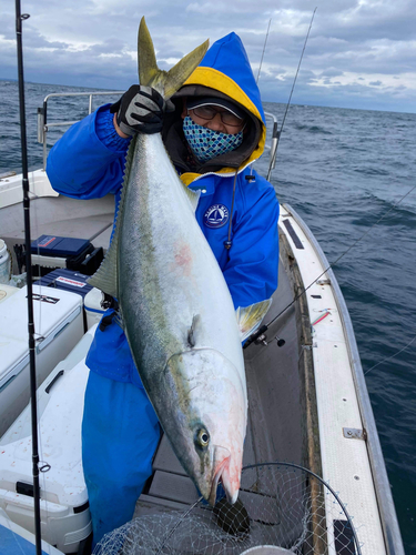 ブリの釣果