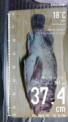 マゾイの釣果