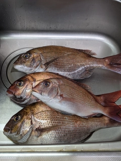 マダイの釣果