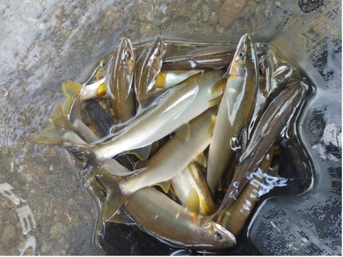 アユの釣果