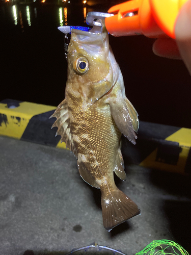 アラカブの釣果