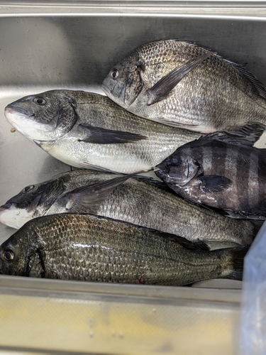 クロダイの釣果