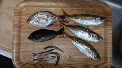 アジの釣果