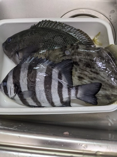 イシダイの釣果