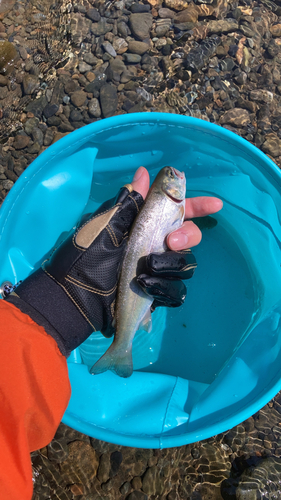 ニジマスの釣果