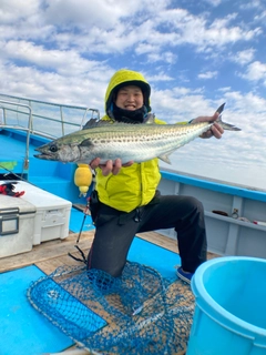 サワラの釣果