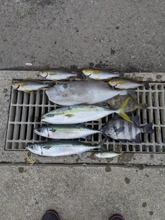 イシダイの釣果