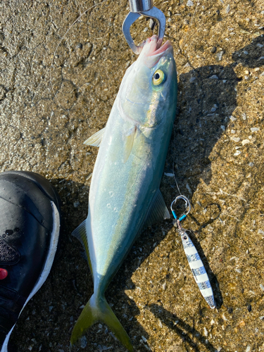 ワカシの釣果