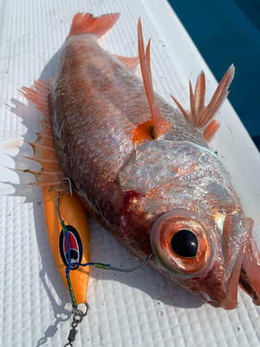 アカムツの釣果