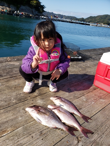 マダイの釣果