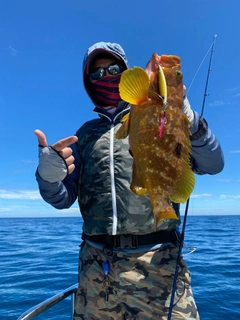 アコウの釣果