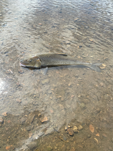 ニゴイの釣果