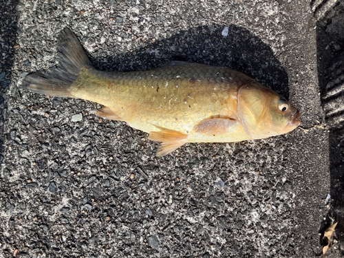 フナの釣果