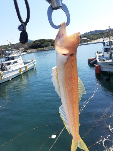 エソの釣果