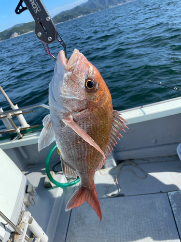 マダイの釣果