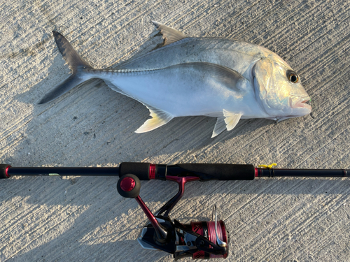 オニヒラアジの釣果