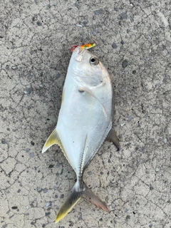 オニヒラアジの釣果