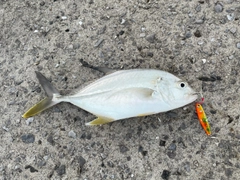 オニヒラアジの釣果