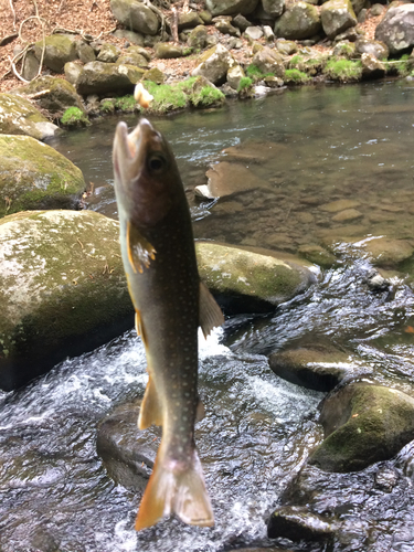 イワナの釣果