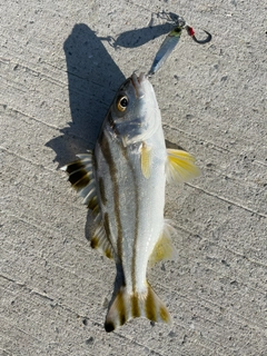 コトヒキの釣果