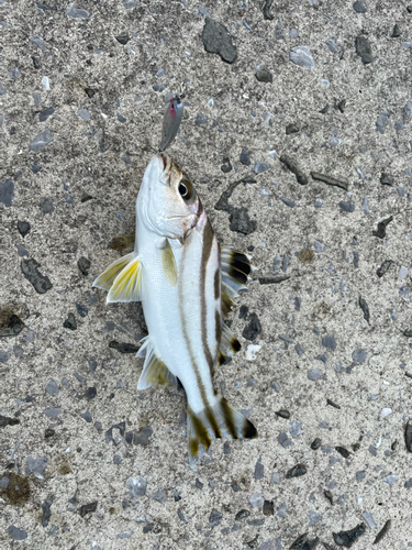 コトヒキの釣果