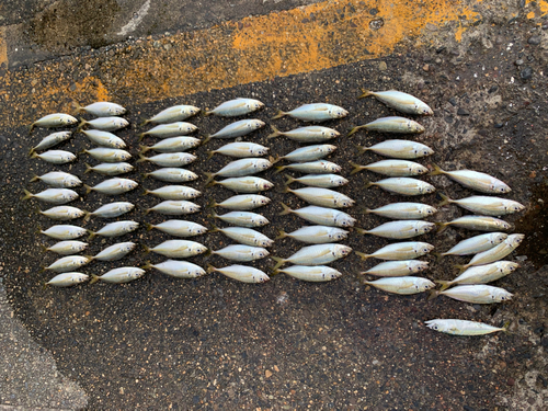 マアジの釣果