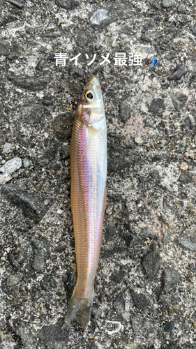 キスの釣果