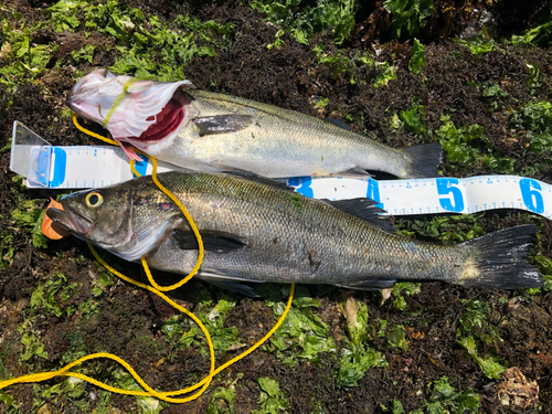 シーバスの釣果