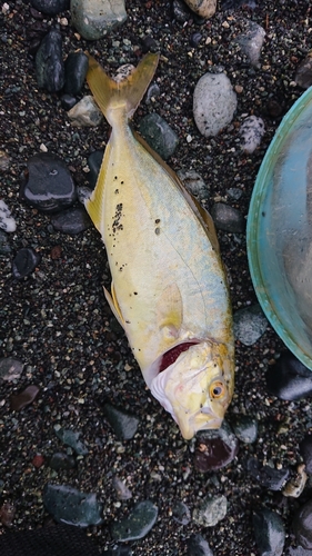 ショゴの釣果