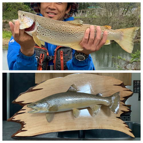 ブラウントラウトの釣果