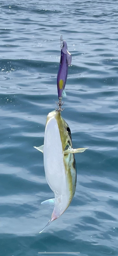 シロサバフグの釣果