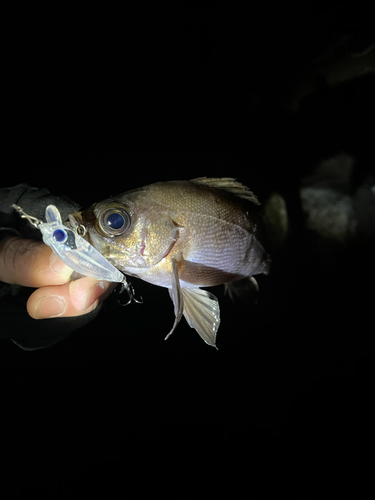 シロメバルの釣果