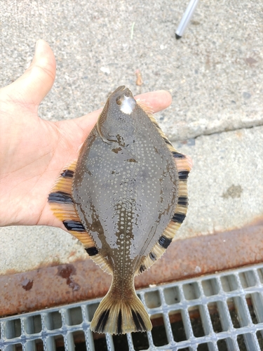 カワガレイの釣果