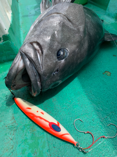 アブラボウズの釣果