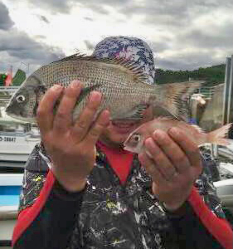 チヌの釣果