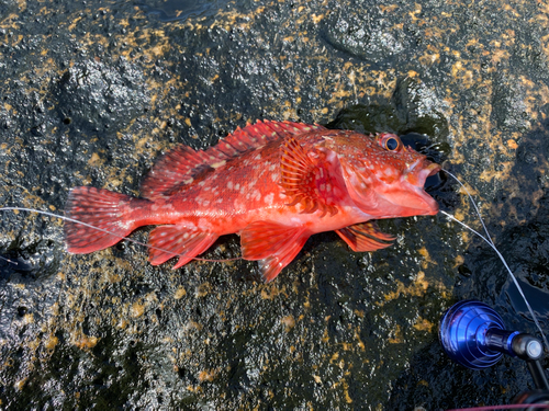 カサゴの釣果