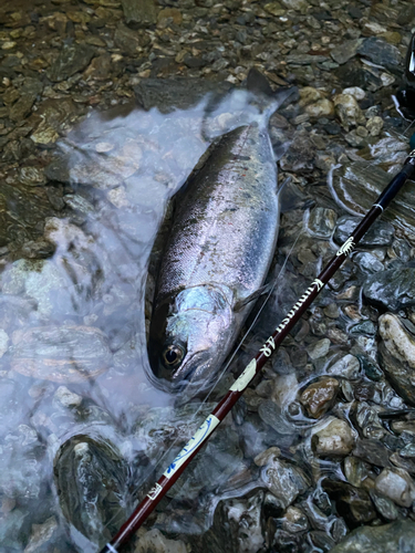 アマゴの釣果