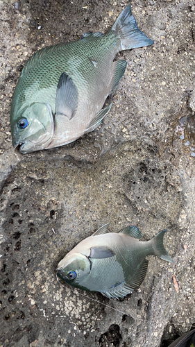 メジナの釣果