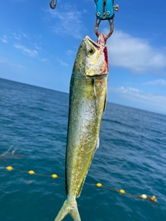 シイラの釣果