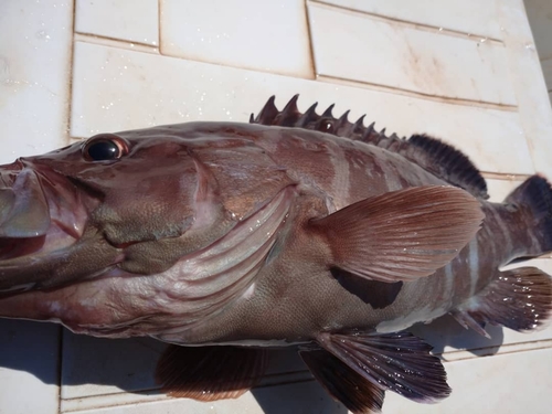 マハタの釣果