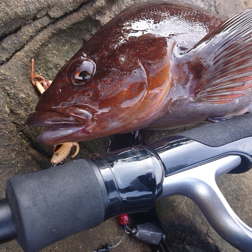 アイナメの釣果