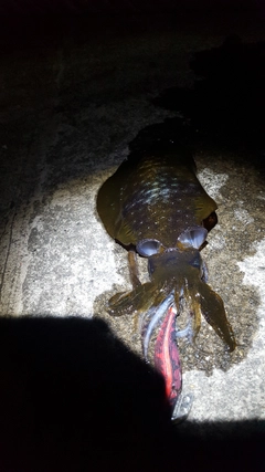 釣果