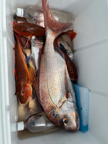 マダイの釣果