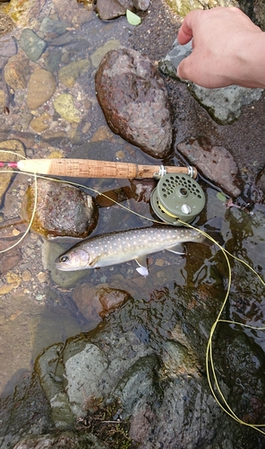 イワナの釣果