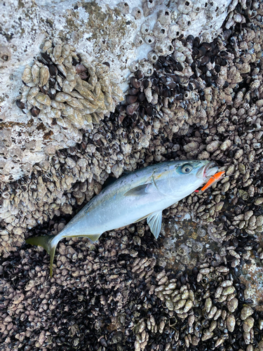 イナダの釣果